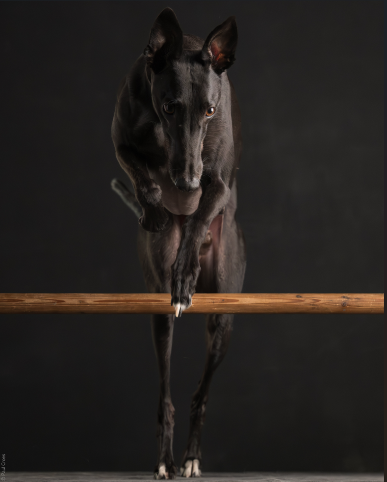 Bild eines schwarzen Greyhounds, der über eine Stange springt. Das Bild wurde vom Fotografen Paul Croes gemacht und zeigt Grimm of Romy's Home, der 2021 in der Schweiz gezüchtet wurde.